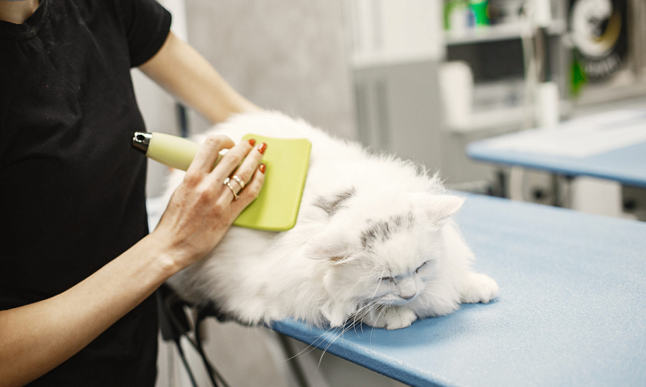 Mobile Pet Grooming Business 1 Mobile Pet Grooming Business 1