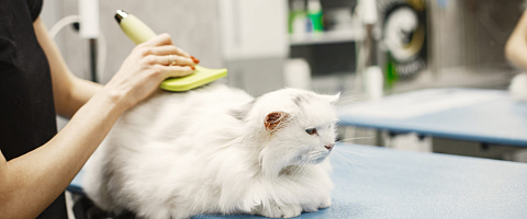 Pet grooming for sale in Johannesburg 248773