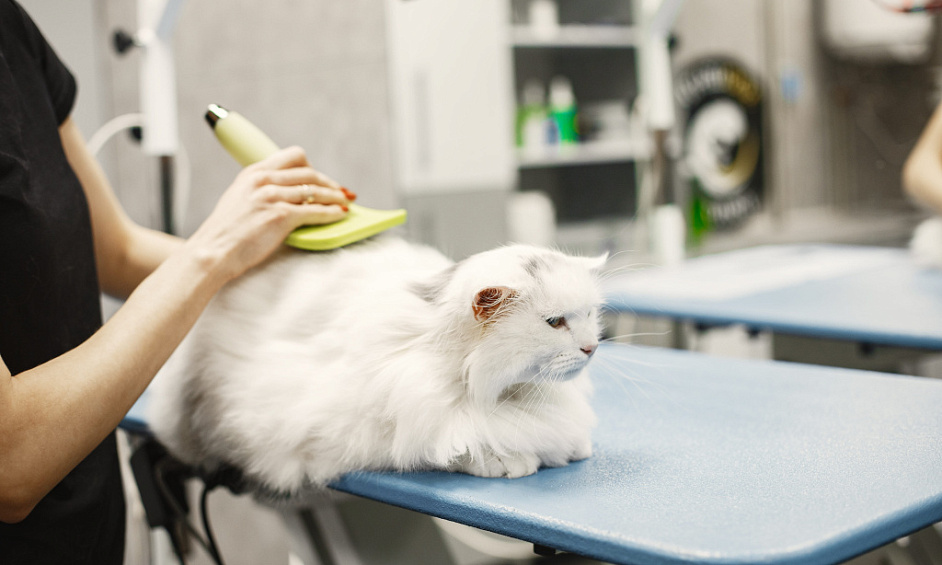 Mobile Pet Grooming Business For Sale 1