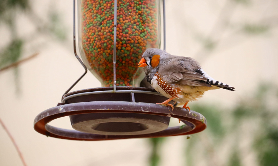 Established Bird feeding Business. Growth. Be your Own Boss! JHB Northern Suburbs. 1
