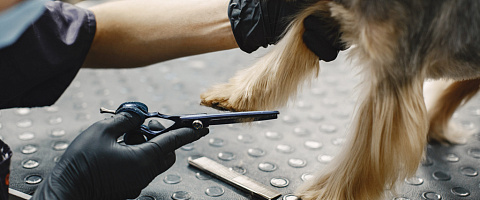 Pet grooming for sale in Cape Town 221626