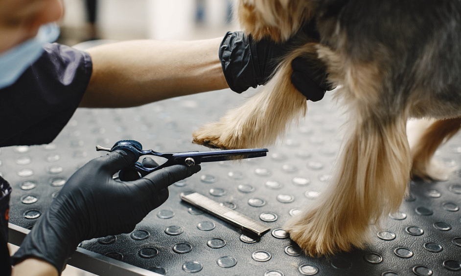 Lucrative Mobile Grooming Business For Sale 1 Lucrative Mobile Grooming Business For Sale 1