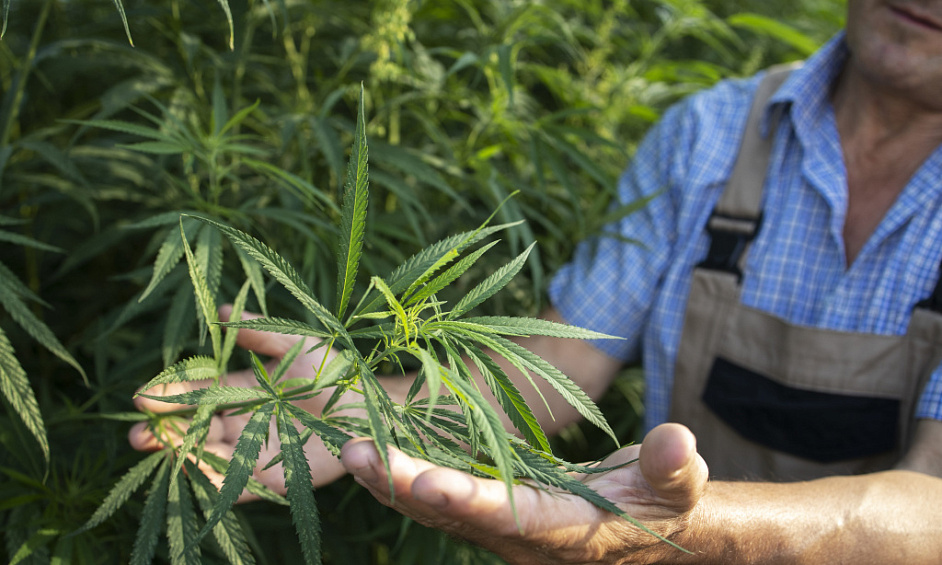 Ready-to-Operate Cannabis Business with Established Offtake Agreements 1 Ready-to-Operate Cannabis Business with Established Offtake Agreements 1